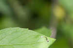 Yellow giant hyssop